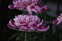 菊　7
