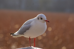 カモメ　3　上野不忍池