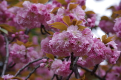 ピンク　その1　旧芝離宮公園