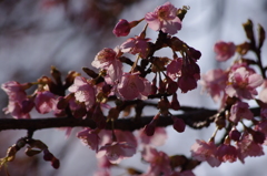 河津桜　2