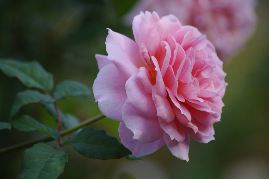 薔薇　5　港が見える丘公園　１０月