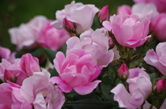 薔薇　29　山下公園　5月