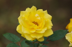 薔薇　6　代々木公園　１０月