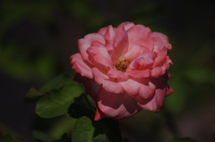 薔薇　3