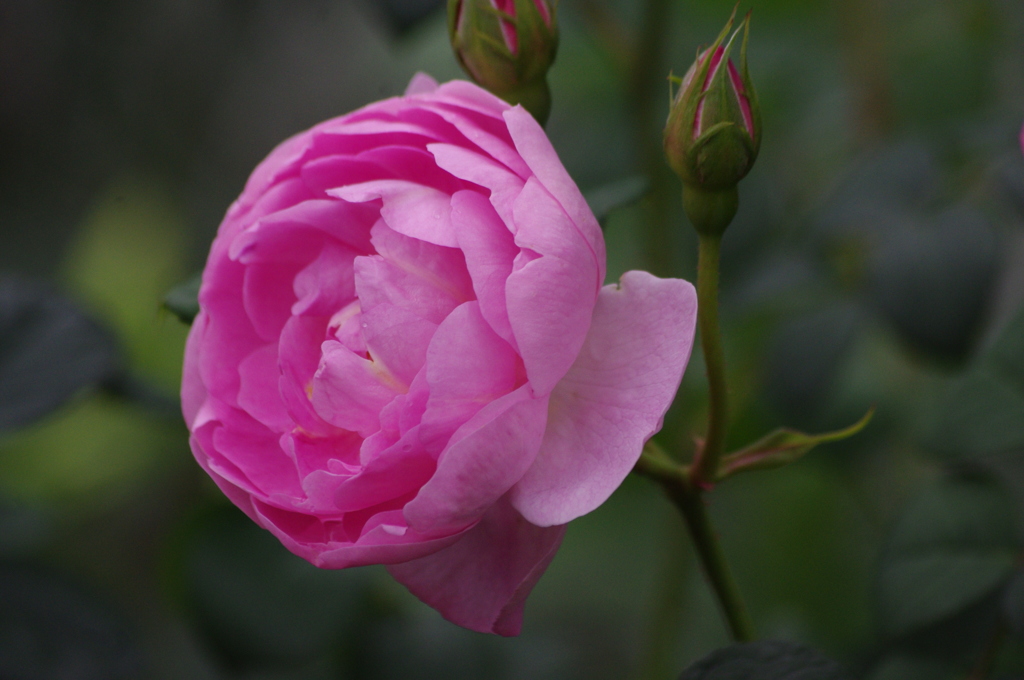 薔薇　19　港が見える丘公園　5月