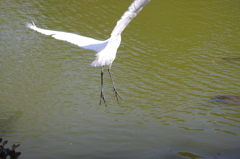 シラサギ　じゃあね　日比谷公園