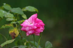雨の中の薔薇　2　ザ・プリンスパークタワー東京