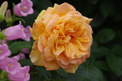 薔薇　25　山下公園　5月