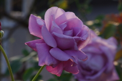 薔薇　6