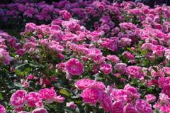 代々木公園　５月の薔薇　10
