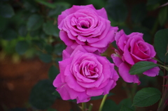 芝浦中央公園　６月　薔薇　10
