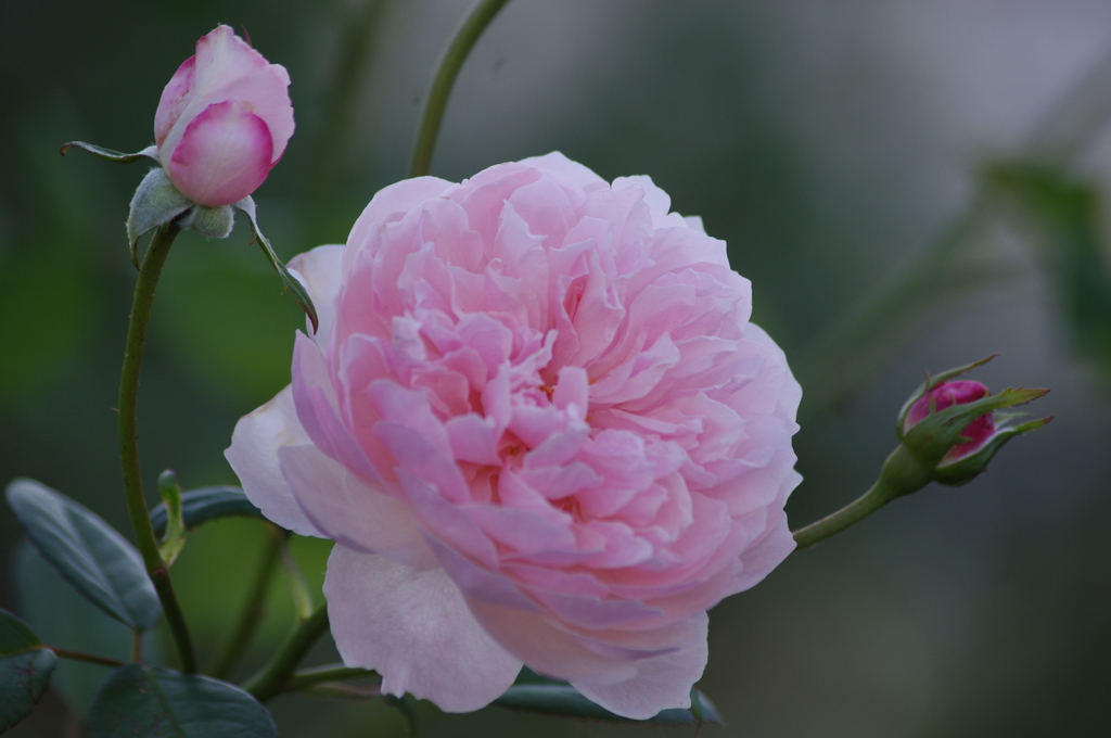 薔薇　2　山下公園　１０月