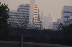 公園のカモメ