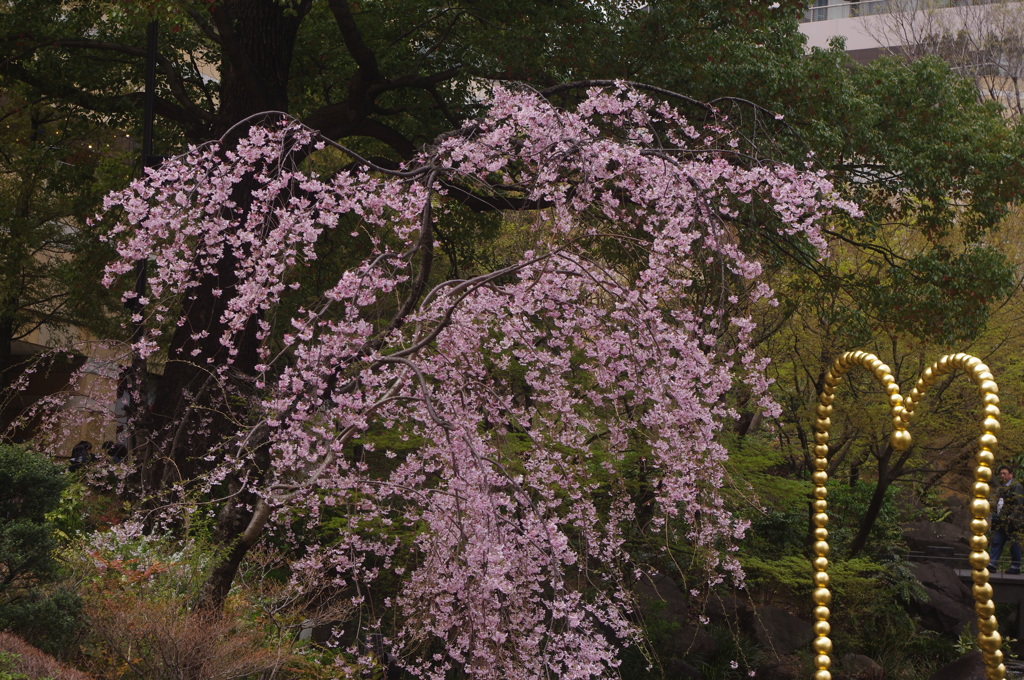 桜　2