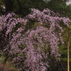 桜　2