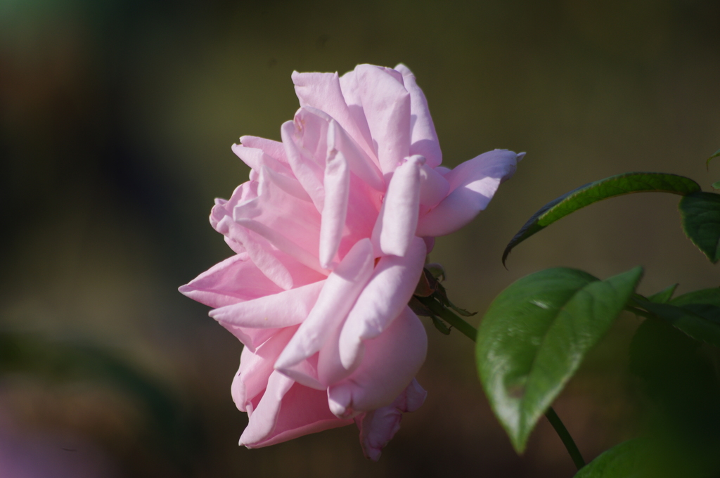 薔薇　2　本郷給水所公苑　１０月