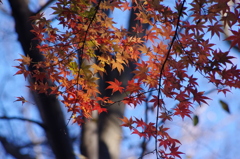 紅葉　2　芝公園　１２月