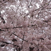 桜　神田川　4