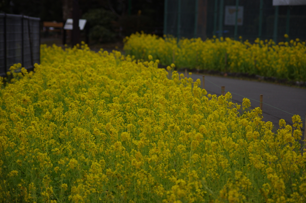 菜の花