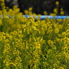 菜の花