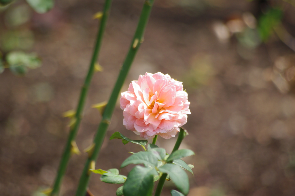 日比谷公園　薔薇　2　8月初旬