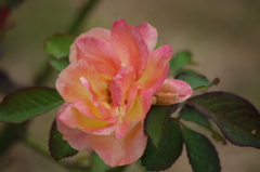 プリンスパークタワー東京　薔薇　3　８月