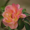 プリンスパークタワー東京　薔薇　3　８月