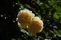 薔薇　5