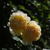 薔薇　5