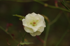 薔薇　2