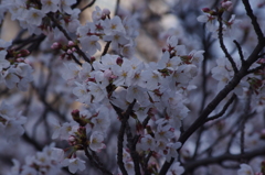 桜　7