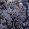 桜　7