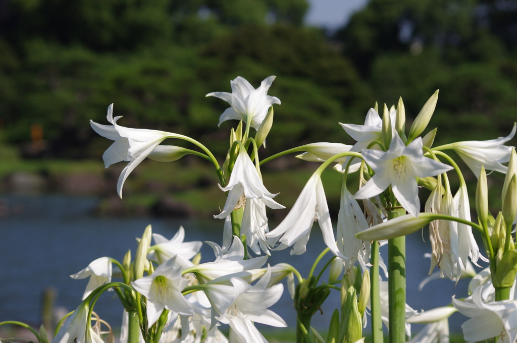 旧芝離宮庭園　白い群衆