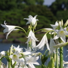 旧芝離宮庭園　白い群衆