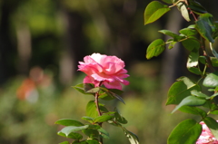 薔薇　2