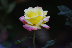 代々木公園　５月の薔薇　12