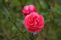薔薇　9