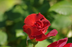薔薇　1