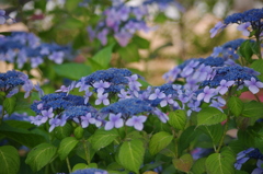 アジサイ　６月　芝浦中央公園　2