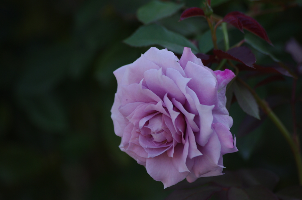 薔薇　3　港が見える丘公園　１０月
