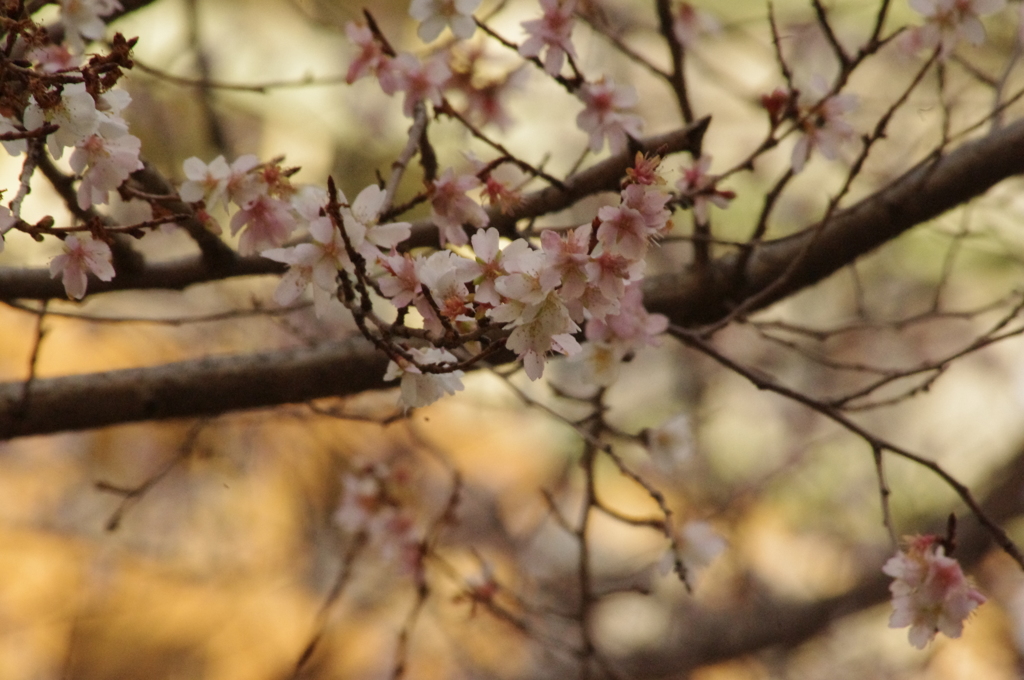 寒桜