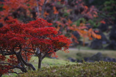 紅葉　旧芝離宮庭園　1