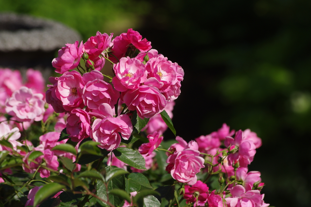 薔薇　6