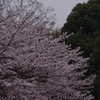 桜　2