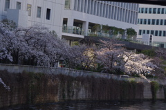 桜　4