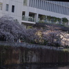 桜　4
