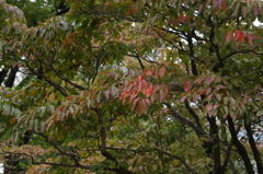 ハナミズキの秋　紅葉