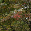 ハナミズキの秋　紅葉