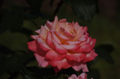 薔薇　13