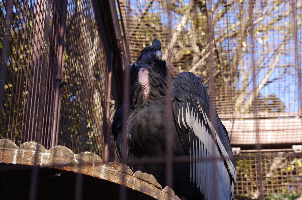コンドル　上野動物園
